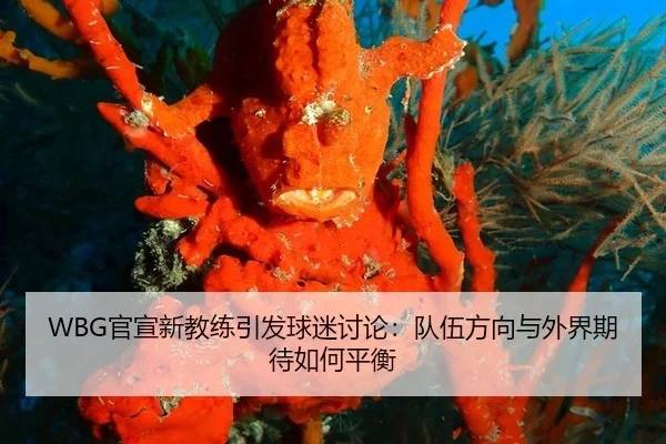 WBG官宣新教练引发球迷讨论：队伍方向与外界期待如何平衡